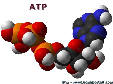 6.4: ATP: Adenosine Triphosphate .